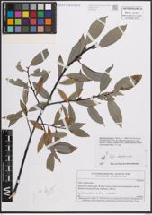 Foto von Salix daphnoides Vill.